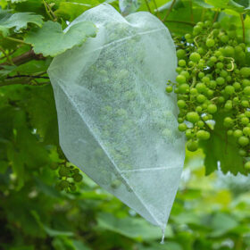 Eco grain bags, Fruit protection bags, Plant protection bags - Eco bag  factory